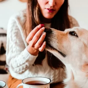 Pet Treats